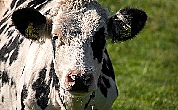 The number of dairy cows is declining in Ukraine