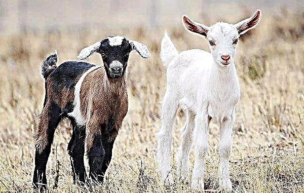 There are fewer goats in Ukraine