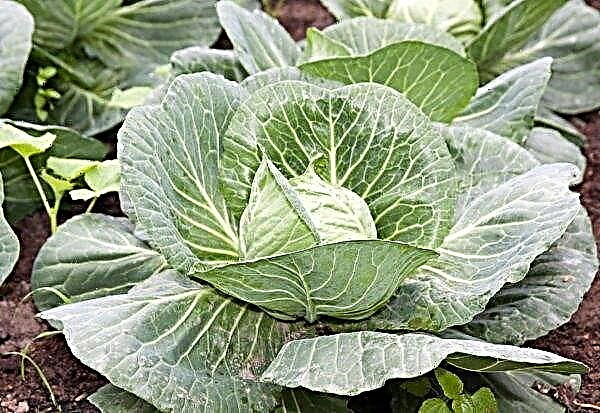 The price of early cabbage in Ukraine became the lowest in the last three years