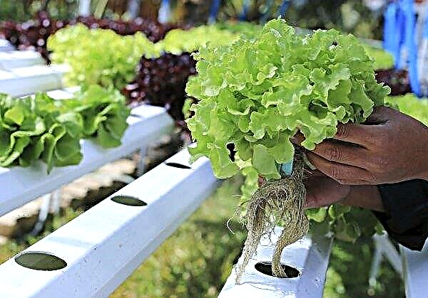 Produser Ukraina menerima salad pertama dalam aquaponik