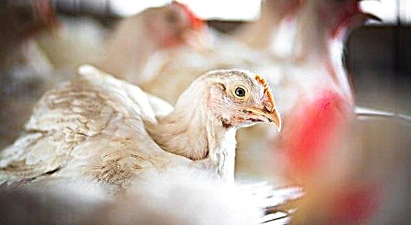 En Polonia, buscando una fuente de gripe aviar