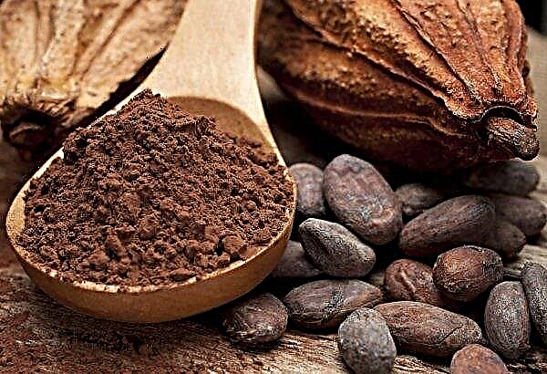 In Ghana, bad weather and diseases beat cocoa