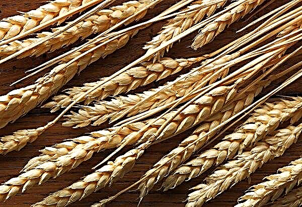 In Russland wurde der produktivste Getreidehändler identifiziert