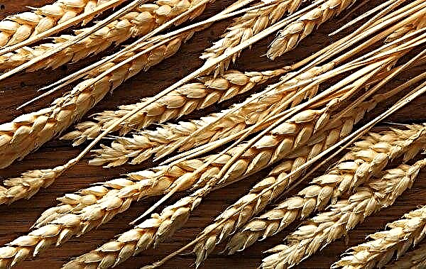 يقوم المزارعون الروس بزيادة صادرات الحبوب إلى جورجيا ببطء ولكن بثبات