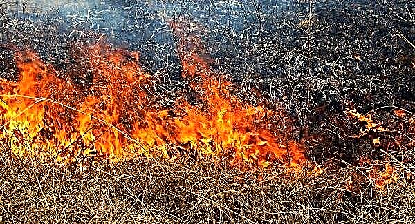トランスカルパチアの火傷：市民は枯れ木を燃やし続けます