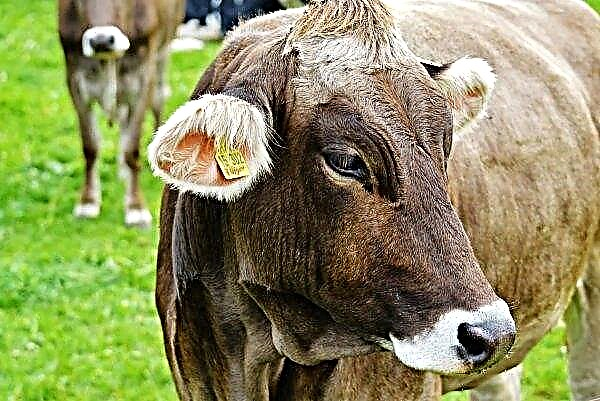 O guerreiro da ATO fundou uma fazenda de gado leiteiro na região de Vinnitsa