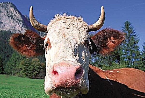 البرازيل تلغي تعليق صادرات لحوم البقر إلى الصين