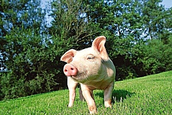ASF no Vietnã aumenta o número de porcos rejeitados