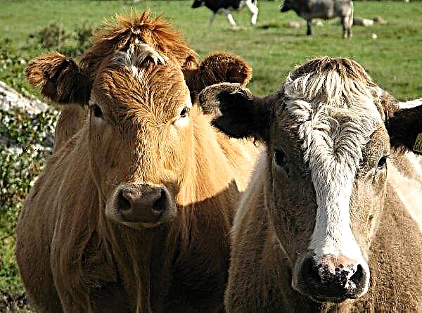 Farma w Winnicy planuje zwiększyć wydajność mleka do 9 tysięcy litrów mleka na krowę