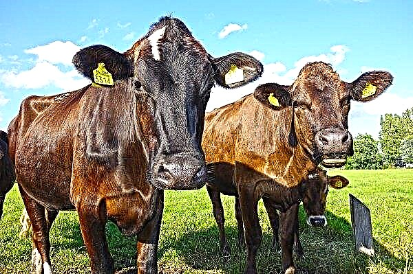 Amur cattle protected from rabies