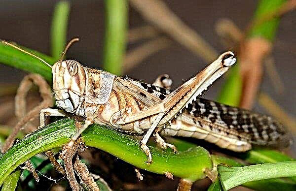 Hordes of locusts found in the Luhansk region