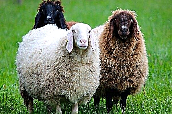 "Tur" domba di halaman rumput negara itu terjadi di Prancis