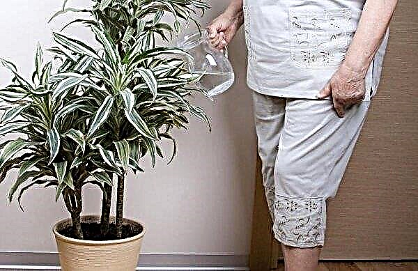 Fertilizer for dracaena at home: feeding rules and care features