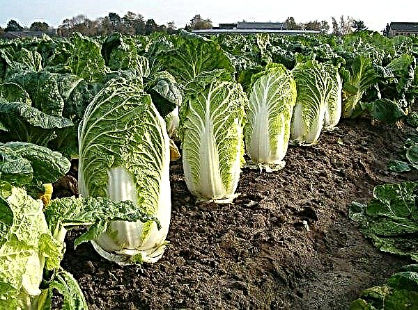 Zhytomyr economy introduces the industrial cultivation of Beijing cabbage
