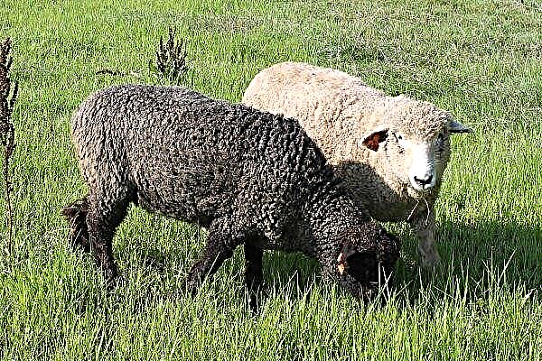 Les agriculteurs du Pays de Galles commencent à élever des moutons africains