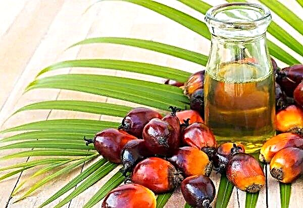 Indonezija potiska podjetja s palmami, da tožijo EU