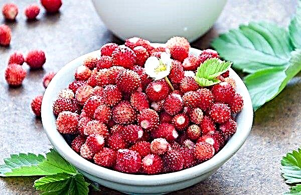 Turkish gardeners are increasingly actively supplying Russians with their favorite berries