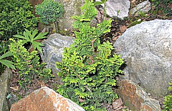 Thuja occidentalis Zmatlik (Thuja occidentalis): Sortenbeschreibung, Pflanzung und Pflege, Verwendung in der Landschaftsgestaltung, Foto