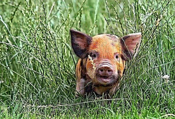 En los Países Bajos, el número de cerdos está disminuyendo.