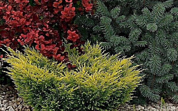 Juniper horizontal Lime Glow (Limeglow): in the landscape design of the garden, description with photo