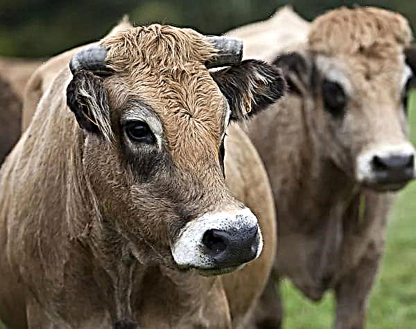 Remise des prix aux propriétaires de la «super vache»