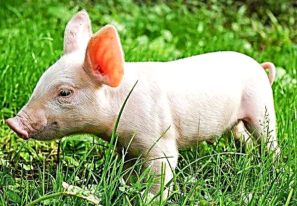 Có phải sốt lợn đang chậm lại ở Trung Quốc?