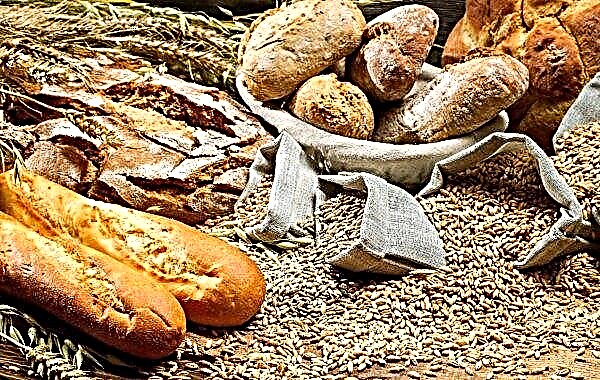 En la región de Rivne se registró un registro histórico de cultivos de granos.