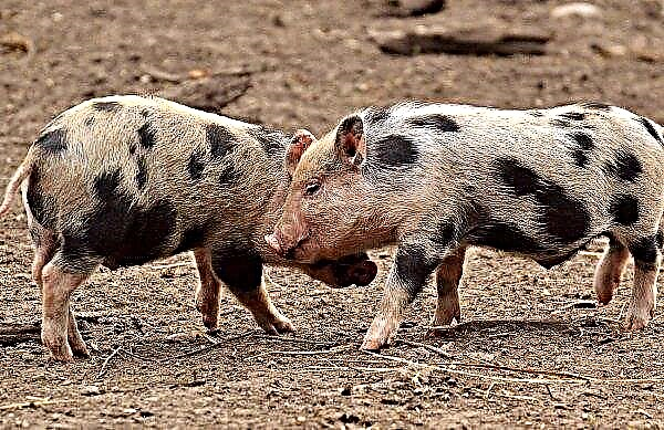 مزرعة بريطانية تتعرض لانتقادات من نباتيين ونشطاء في مجال حقوق الحيوان