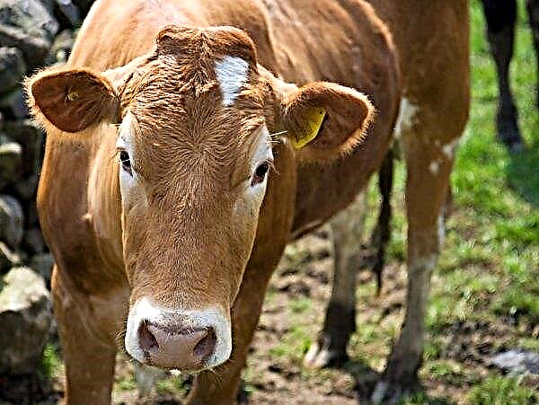 ظهور شركة جديدة لتعبئة اللحم البقري: كيف سيؤثر ذلك على سعر الماشية؟