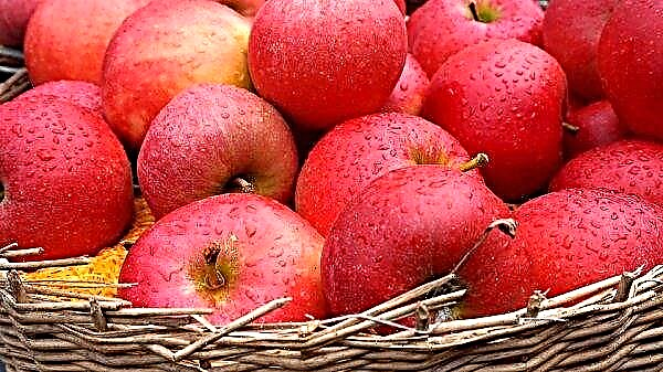 Ukrayna'da elmalar hızla daha ucuz hale geliyor