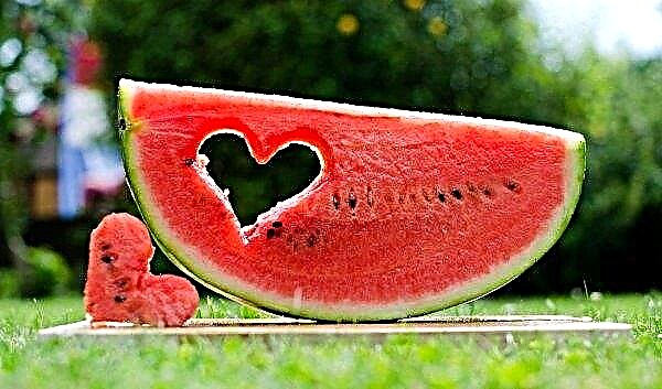 Enthält eine Wassermelone Zucker: chemische und Vitaminzusammensetzung der Wassermelone, nützliche Eigenschaften und Kontraindikationen, Merkmale und Verwendungsregeln
