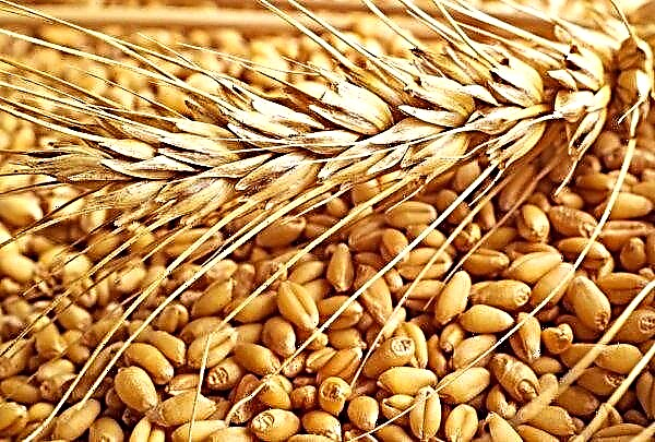 Australia's projected wheat yield is again below average