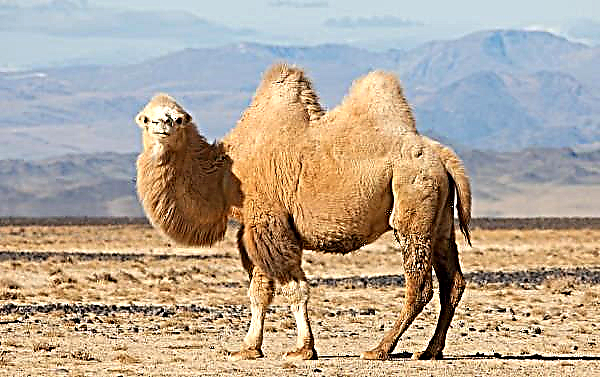 Кинеске намирнице замрзнуле су у ишчекивању млека казахилске камелије