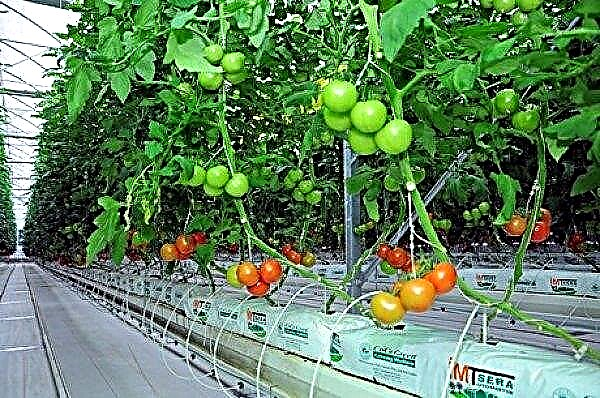 In Turkmenistan, opened a greenhouse for growing elite tomatoes