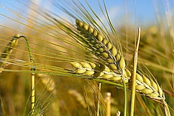 إقليم ستافروبول - على عتبة الحصاد الشامل للمحاصيل الشتوية