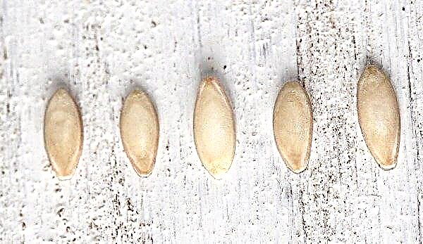 Wie man zu Hause eine Gurke für Samen anbaut: wie man eine Sorte auswählt, richtig erntet und lagert, Video