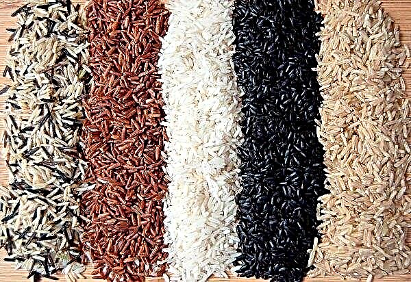Los criadores de arroz Kuban "ponen en el mostrador"