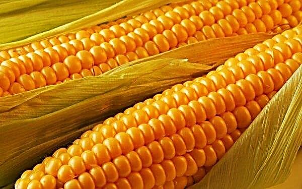 Maissisäilörehu toimittaa energiaa suurelle biokaasulaitokselle