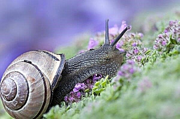 90 percent of products of snail farms in Ukraine are exported