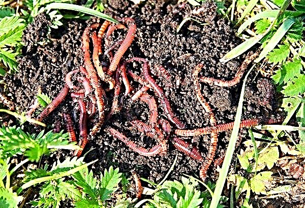 Lviv farmers grow worms for humus