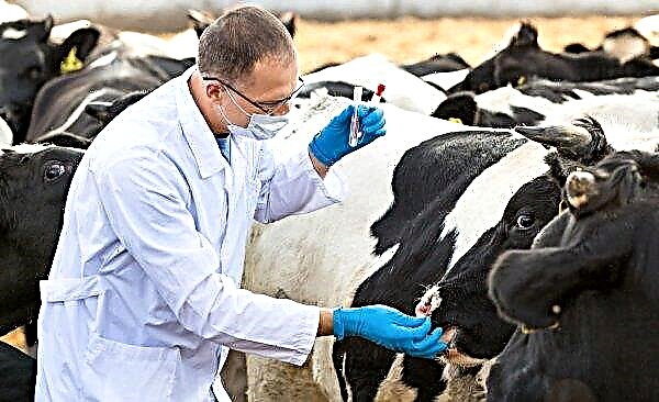 Brittiska veterinärer för att utvidga jordbrukarnas förmåga att minska användningen av antibiotika