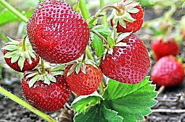 Greek labor slavery: strawberry pickers live in inhuman conditions and receive scanty money for work