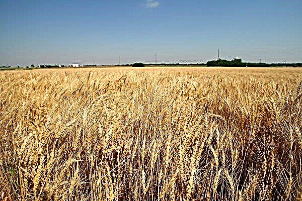Los productores de granos de Moscú están haciendo planes colosales