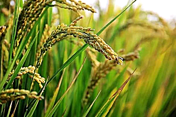 انتصر حصاد الأرز في فصل الشتاء والربيع