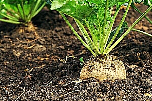 พื้นที่ที่ปลูกภายใต้หัวผักกาดน้ำตาลอินทรีย์เพิ่มขึ้นในยูเครน