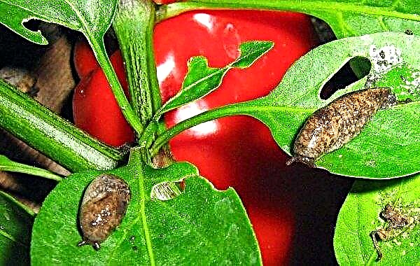 Slug on pepper in a greenhouse: what to do, how to fight, than to spray?