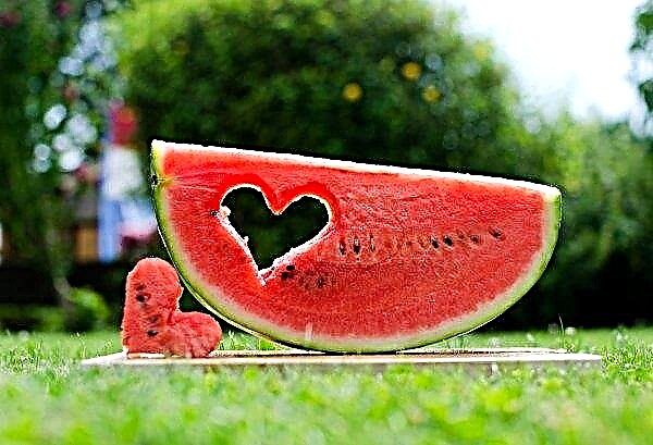 Kherson agrarians expect a good harvest of melons and watermelons