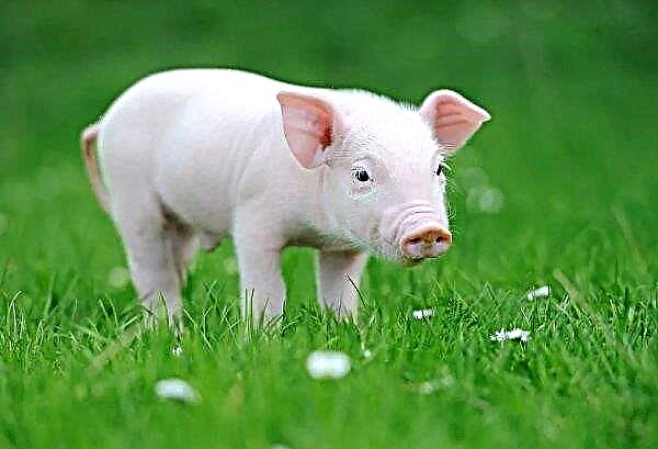 Der Ausbruch der afrikanischen Schweinepest breitet sich auf die vierte Provinz Südafrikas aus