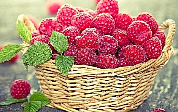 Giant raspberries introduced by an American manufacturer
