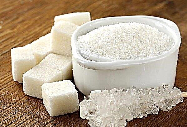 Sugar production in Ukraine will decrease due to rainy weather